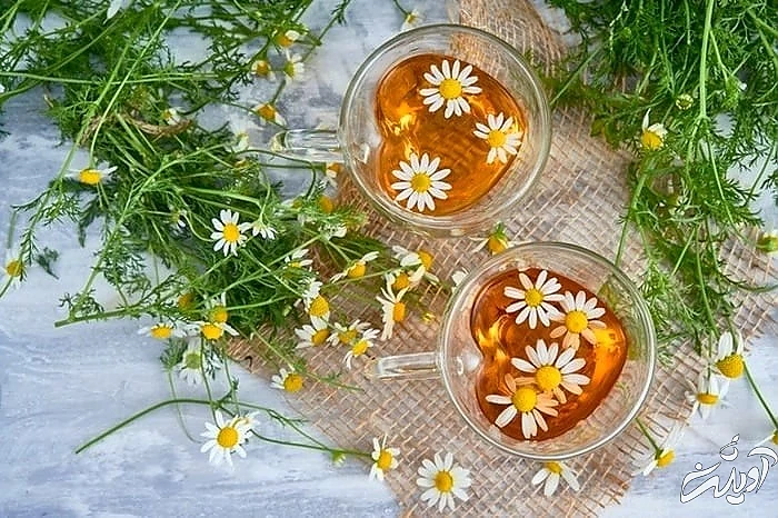 چای بابونه